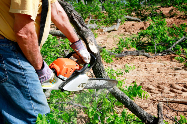 Trusted Roland, AR Tree Service Experts